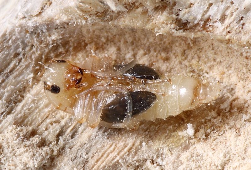 tesařík, Exocentrus adspersus, Cerambycidae, Acanthocinini (Brouci, Coleoptera)